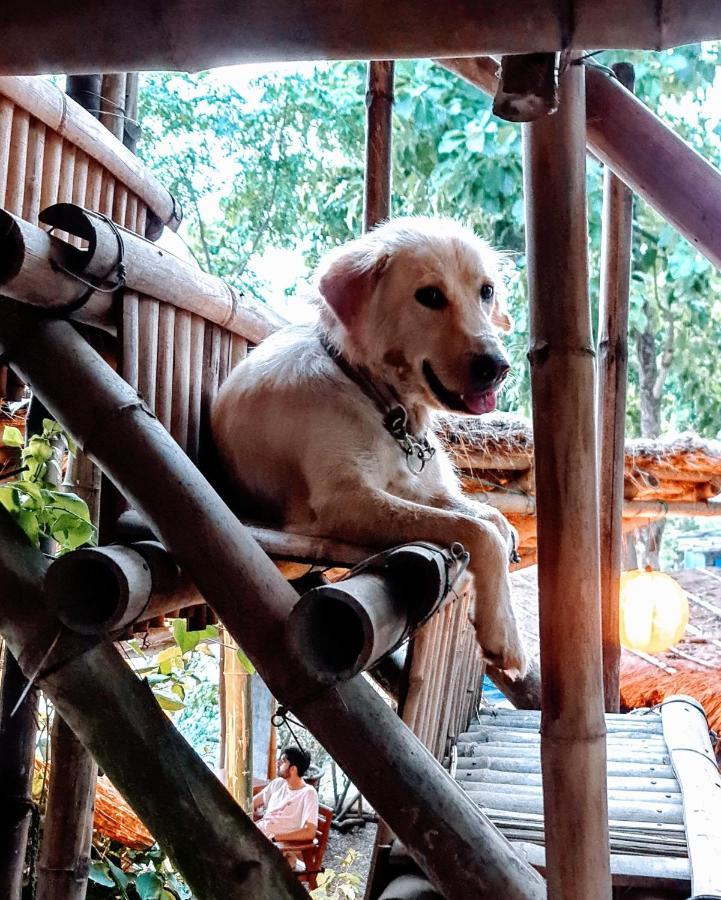 Happy Lemon Tree Lodge Sauraha Exteriér fotografie